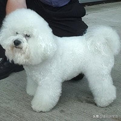 最受欢迎的10种小型犬，你需要哪一种？