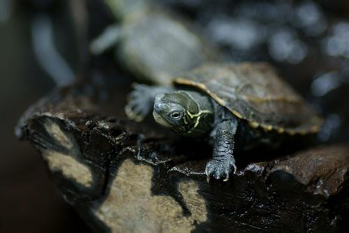 乌龟冬天怎么养？冬天家庭养龟须知！家养的乌龟如何安全过冬？