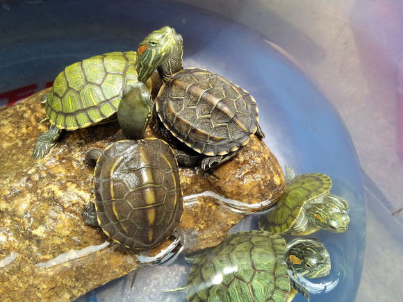 乌龟冬天怎么养？冬天家庭养龟须知！家养的乌龟如何安全过冬？