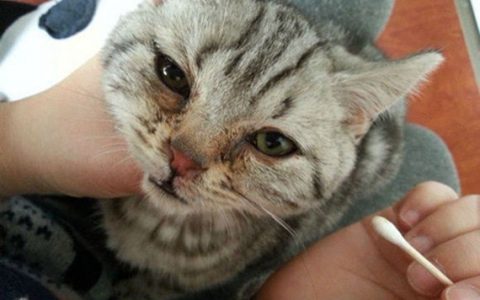 狗狗得了细小的症状是什么【图】细小病毒