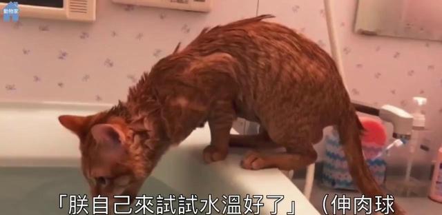 玻璃猫多少钱_猫 玻璃_玻璃猫图片