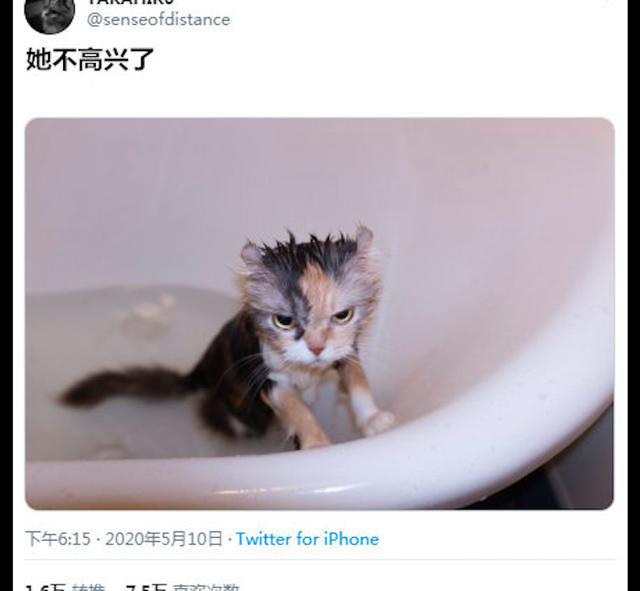 猫 玻璃_猫 玻璃_日本玻璃猫