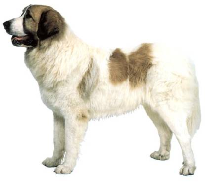 纯白色的狗有哪些品种_有暹罗狗这种品种吗_纯黑色狗有些什么品种