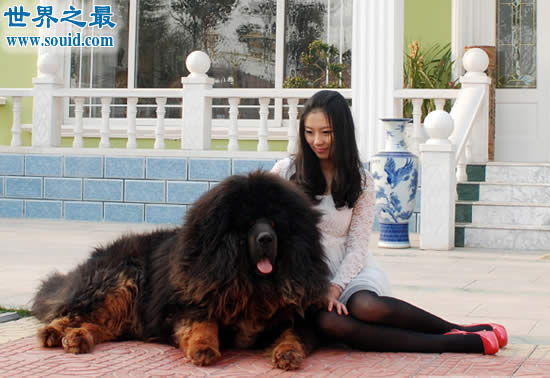 世界十大名犬排行榜，最具贵族气质的纯血种狗狗(www.souid.com)