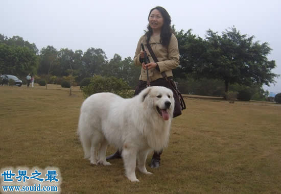 世界十大名犬排行榜，最具贵族气质的纯血种狗狗(www.souid.com)