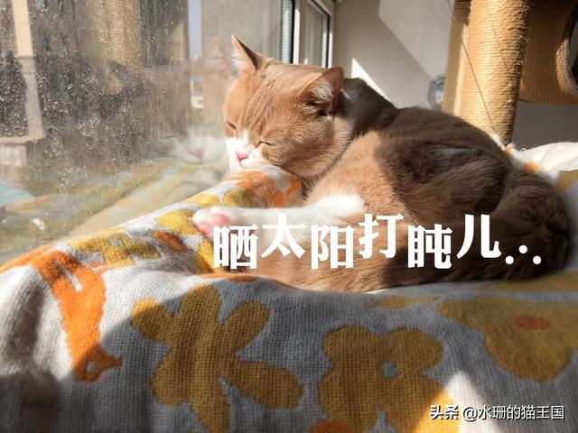 什么猫不掉毛,夏天猫主子掉毛严重怎么办？