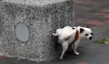 如何训练狗狗使用狗狗厕所【图】_如何训练狗狗吃饭_狗狗训练学校打狗狗吗