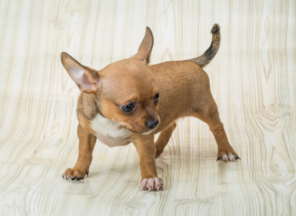 京巴和泰迪杂交狗_西施狗和京巴的杂交犬_京巴犬杂交后的串串图