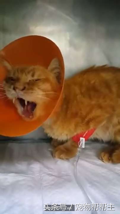 兽医诊断肾衰老猫依然有救，怎知主人却说出让猫咪激动的三个字！