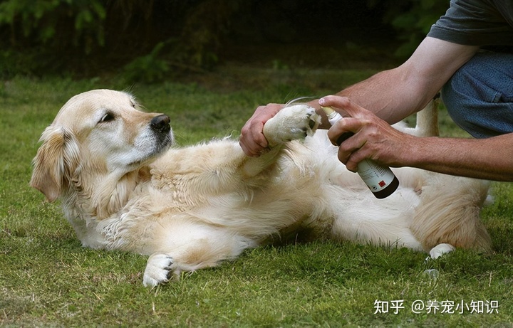 狗狗身上其实是有敏感部位的，强行去碰狗狗的尾巴