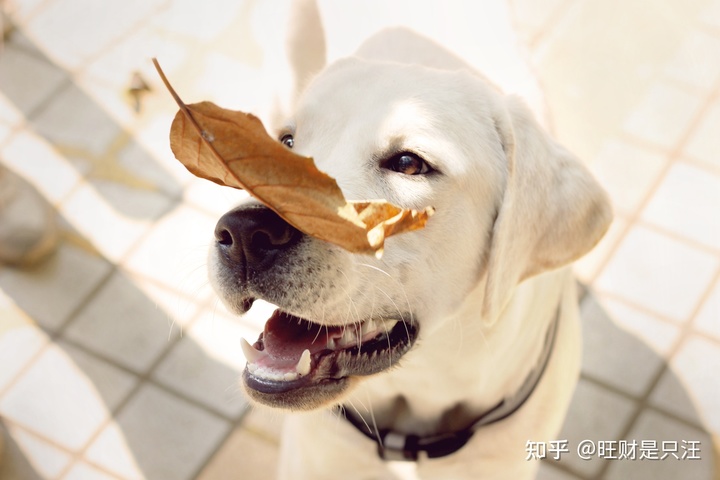 狗狗的品种有很多，如果你也想养一只狗狗，不妨选择