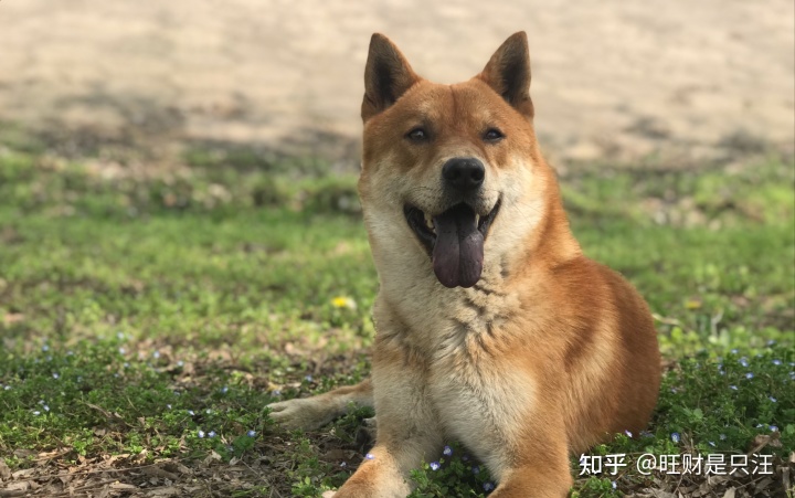 狗狗的品种有很多，如果你也想养一只狗狗，不妨选择