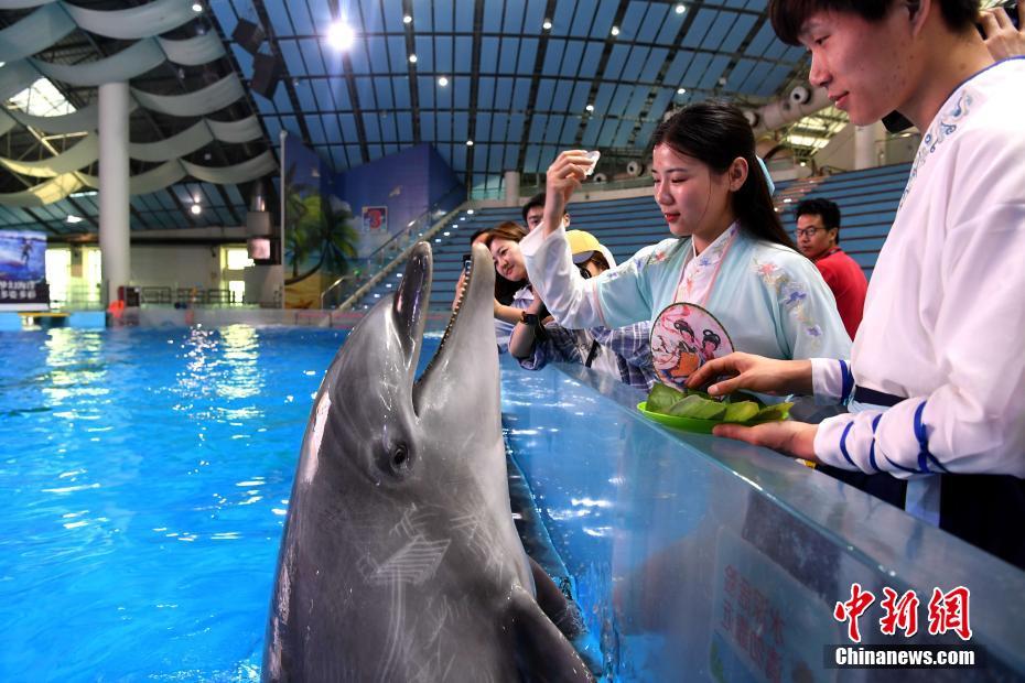 海豚与白鲸_白鲸是海豚吗_海豚白鲸表演