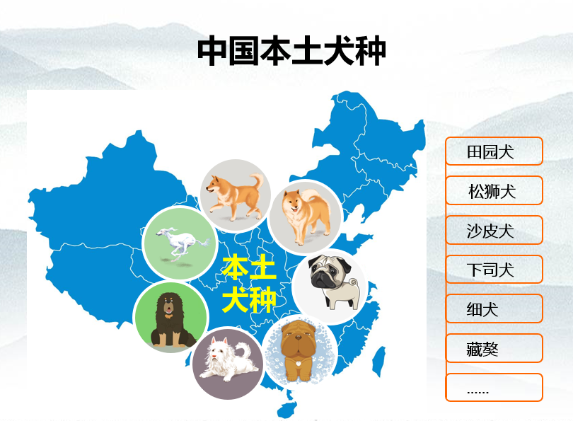 说起中华田园犬这个词，你认识其中的哪些？