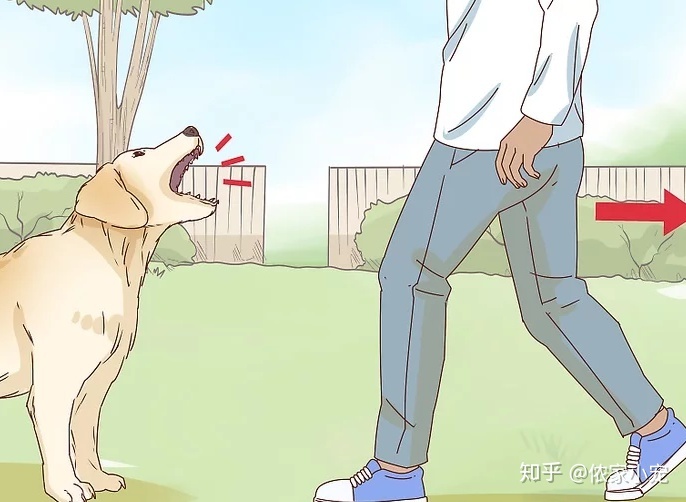 【全文10000字】宠物专家教你训练狗狗的13种方法（全攻略）