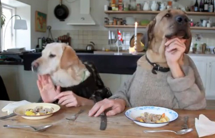 如何训练狗狗大小便_怎么训练狗狗拒食_训练狗狗