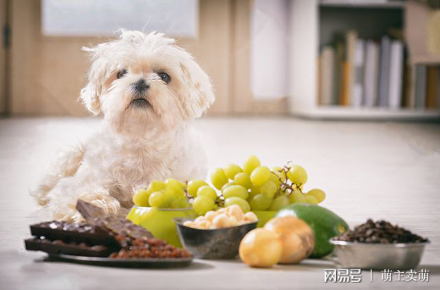 训练狗狗_怎么训练狗狗拒食_如何训练狗狗大小便