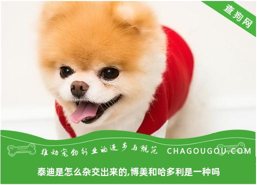 泰迪是如何杂交的？博美犬和哈德利犬是一样的吗？