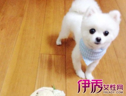 日本twitter上的超人气狗狗，成了超萌小“玩偶”