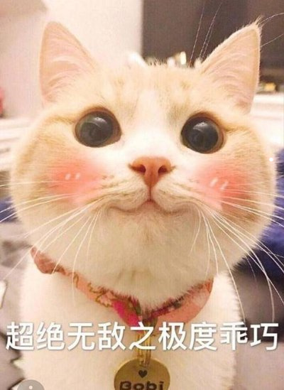 堤角宠物猫