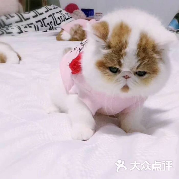 厦门宠物店病狗_在宠物店买到病狗怎么办_苏州沈思港路宠物店卖病狗