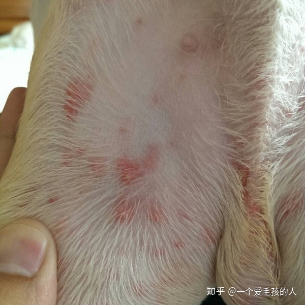羊病大全牛病防治技术_一些常见狗病防治_犬常见皮肤病诊断及防治