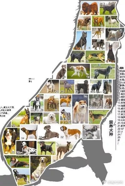 中国一线城市北上广深的烈性犬名单，文明养犬才是最终目的！