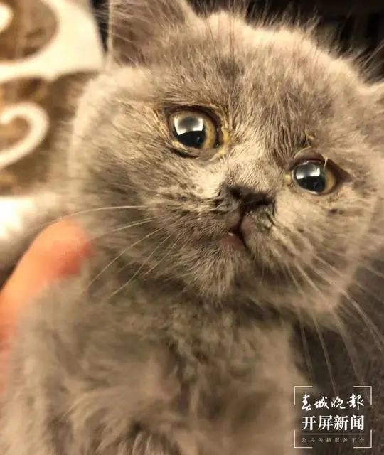 这是蓝猫？玉溪女子收到猫后被卖家拉黑！治疗费花了1200元…