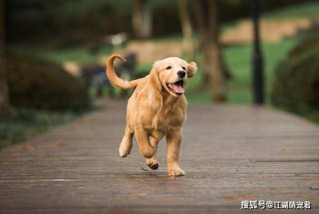 玩具狗品种迷你狗品种_很乖的狗品种_细狗品种有哪些品种图片