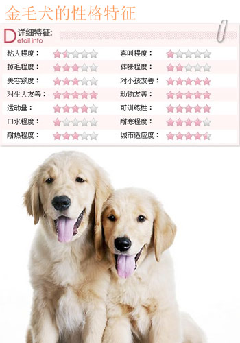 玩具狗品种迷你狗品种_细狗品种有哪些品种图片_很乖的狗品种