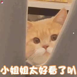 可以养猫猫的大学