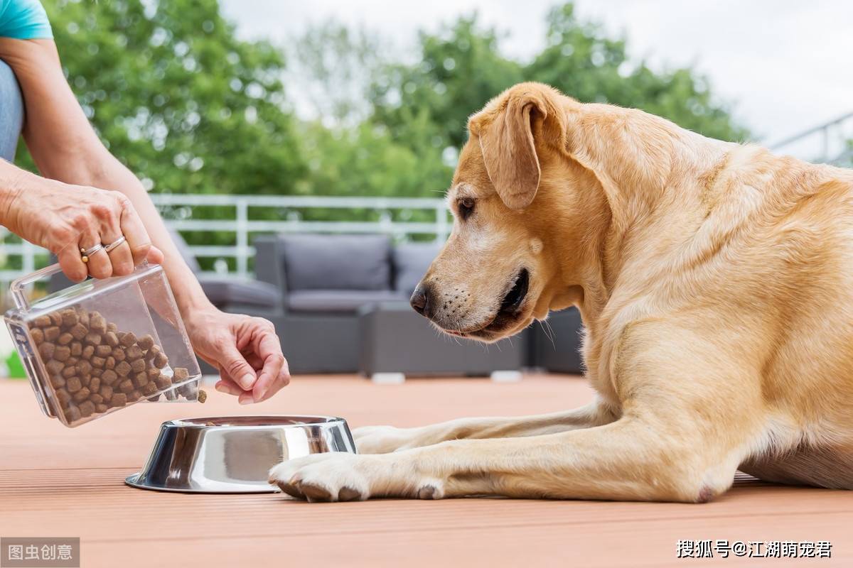 狗狗训练学校_如何训练狗狗不动_狗狗训练百科