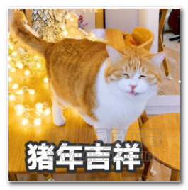 韩国大学生养猫