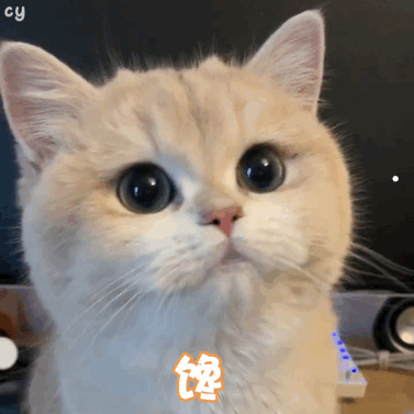 禁止养猫的影响