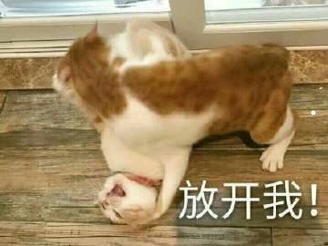 禁止养猫的影响