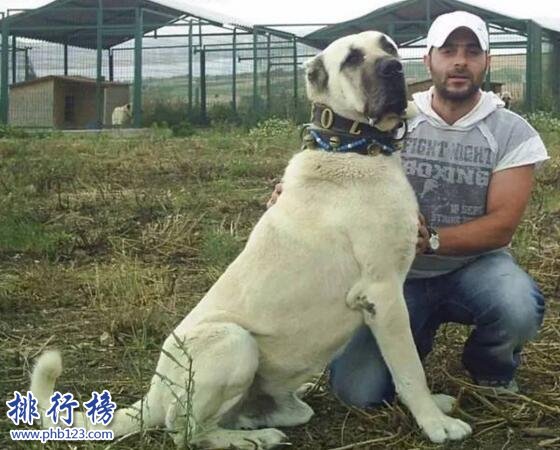 世界上最大的十个狗品种排名:大丹犬高2.2米/111公斤