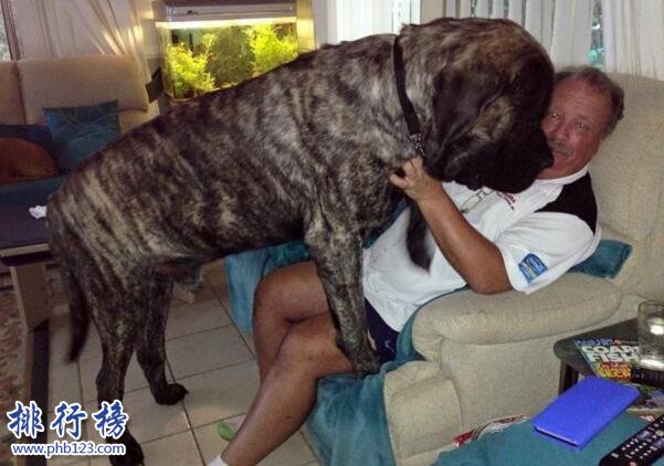 世界上最大的十个狗品种排名:大丹犬高2.2米/111公斤
