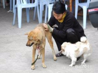 城市中如何养好一条狗呢，如何在城市里面变成了大家茶余饭后