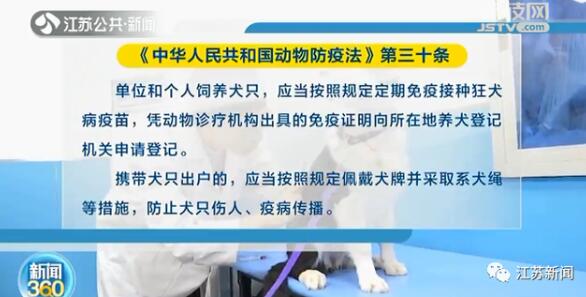 石家庄城市养狗_串串狗多少钱一只,如何养好串串狗_新手养什么狗最好,要聪明的狗