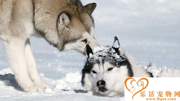 南极大冒险是什么狗 八只不同性格的狗狗