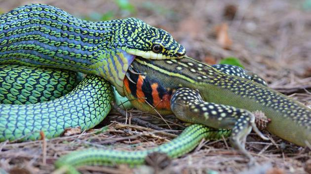 蛇能把动物整个吞下。这条金色树蛇（Chrysopelea ornata，又称金花蛇）正试图吞下一只蝴蝶蜥蜴（Leiolepis belliana），而其他的蛇还可以吞下比自己大得多的猎物