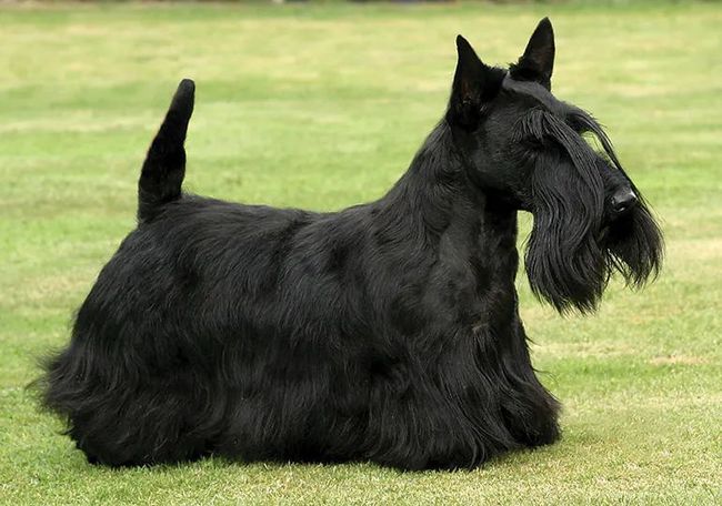 苏格兰爹利犬图片
