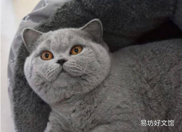 猫的品种大全(猫的品种介绍及图片)