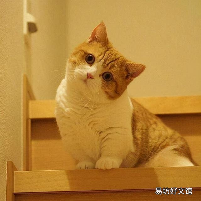 猫的品种大全(猫的品种介绍及图片)