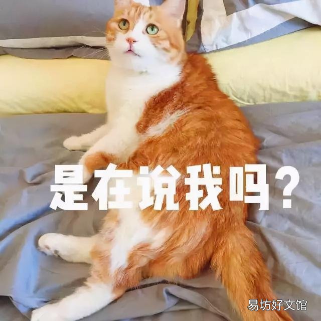 猫的品种大全(猫的品种介绍及图片)