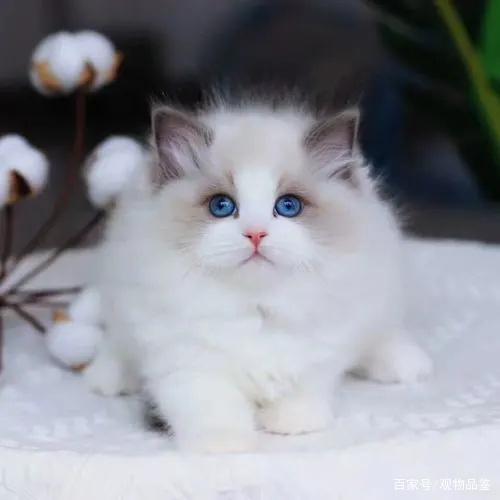 独特的甜美脸蛋和甜美的个性,是世界上最受欢迎的猫科品种之一