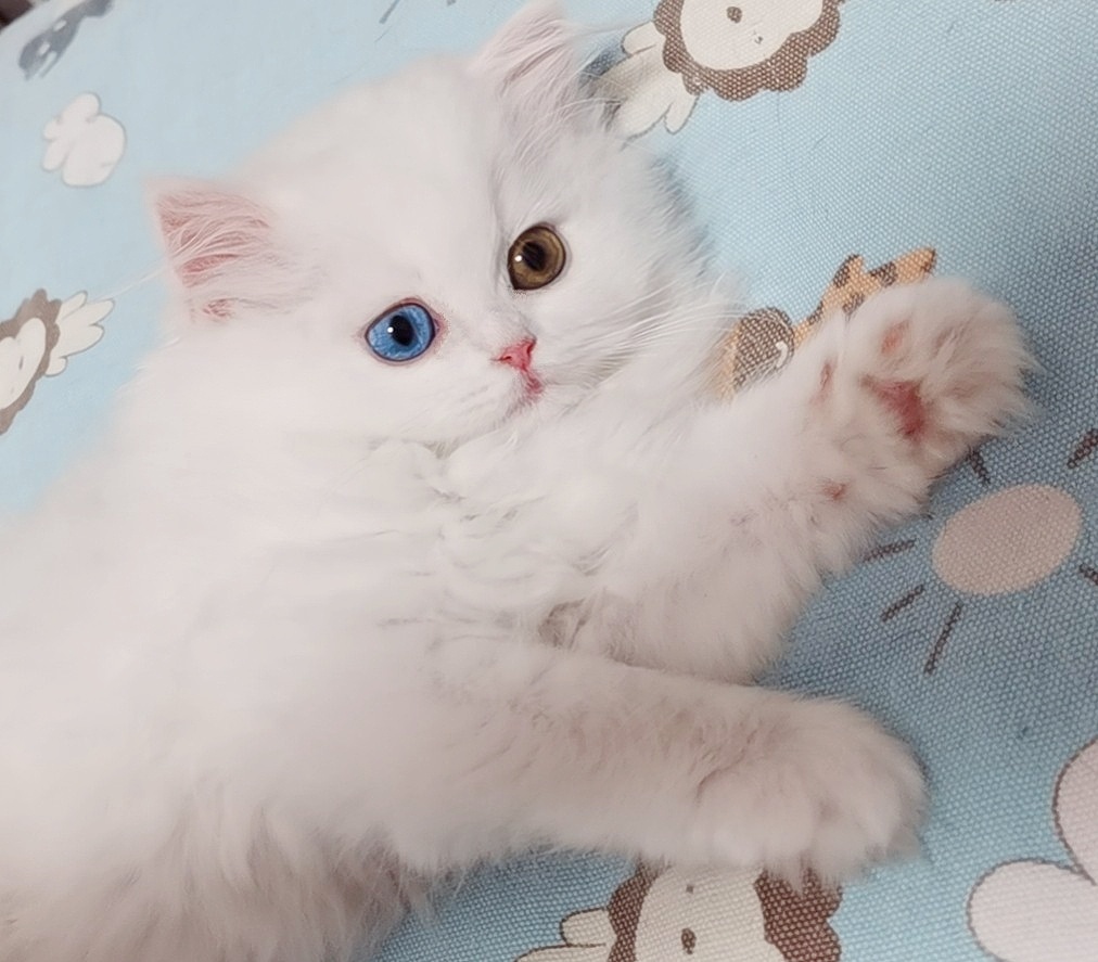 蓝色深邃双眼的猫有什么特点呢?(组图)_小狗情人