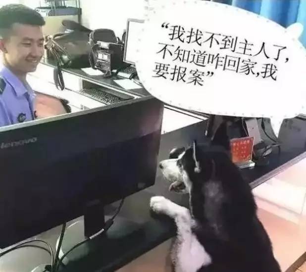 有什么软件是同城买东西的_养狗用狗笼还是狗链狗绳_同城买狗用什么软件