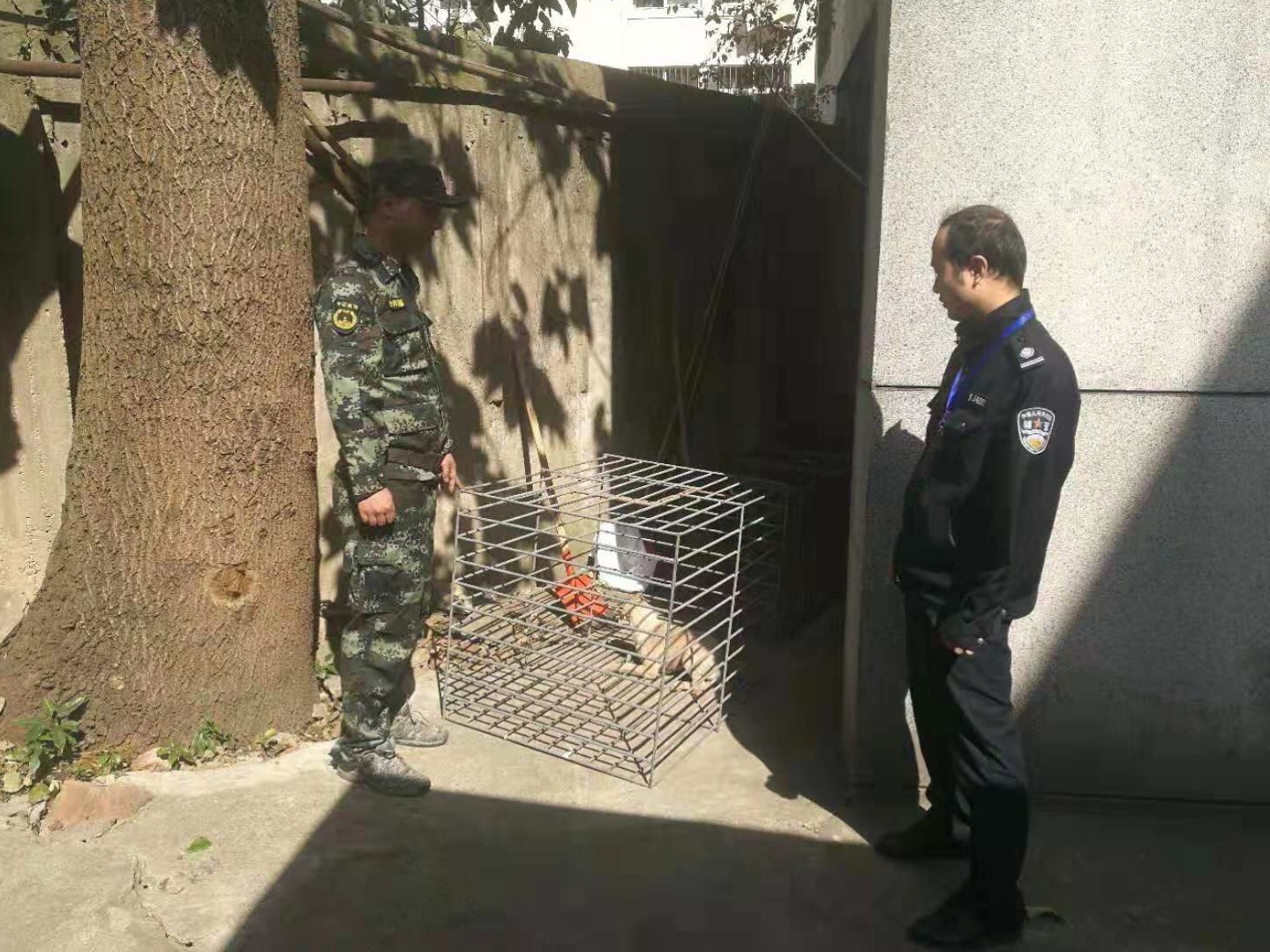 有什么软件是同城买东西的_养狗用狗笼还是狗链狗绳_同城买狗用什么软件