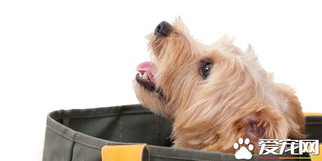 宠物和受灾的事情 平时要准备哪些东西1